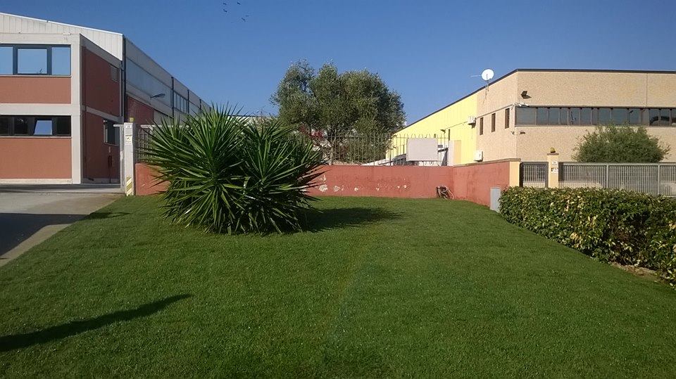 prato pronto in rotoli